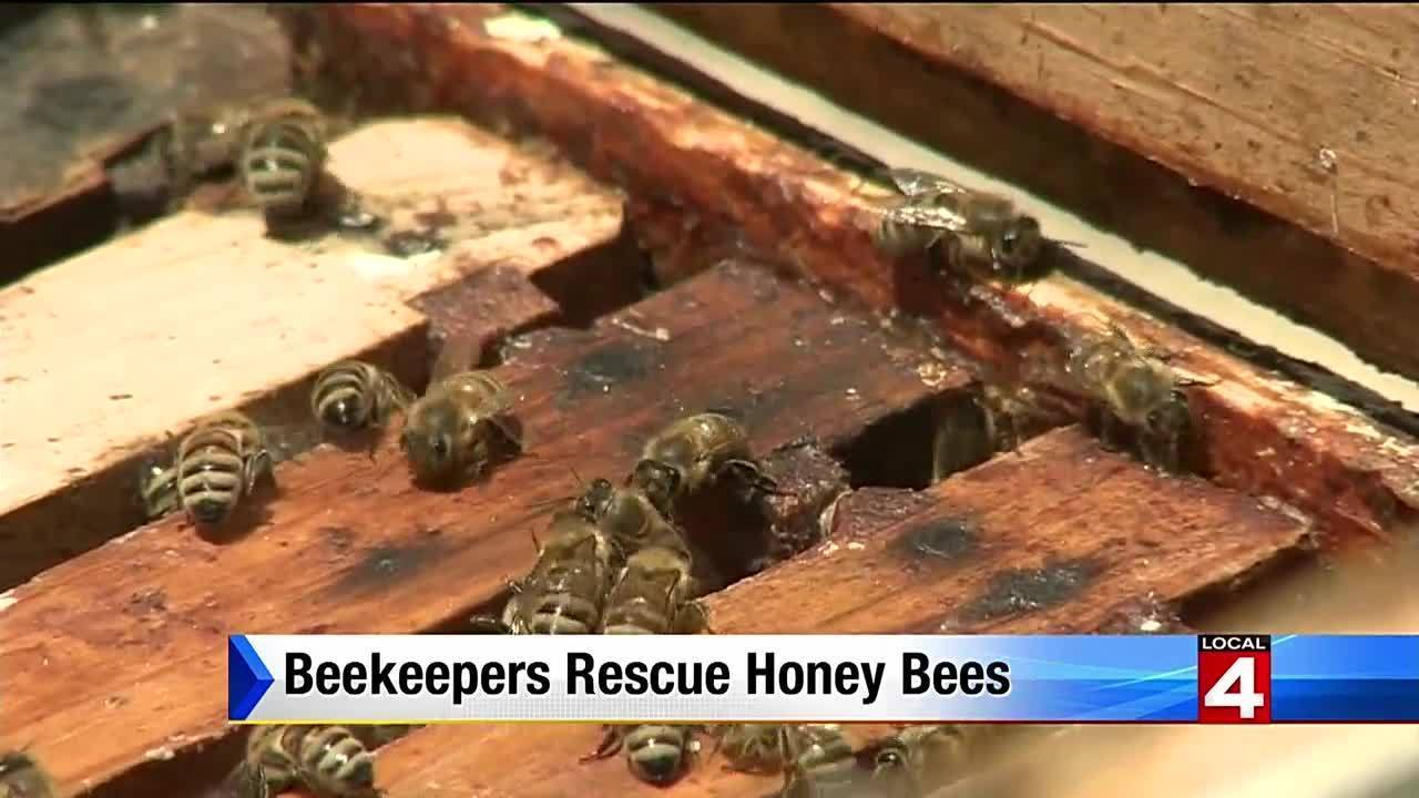 Beekeepers rescue honey bees in Troy